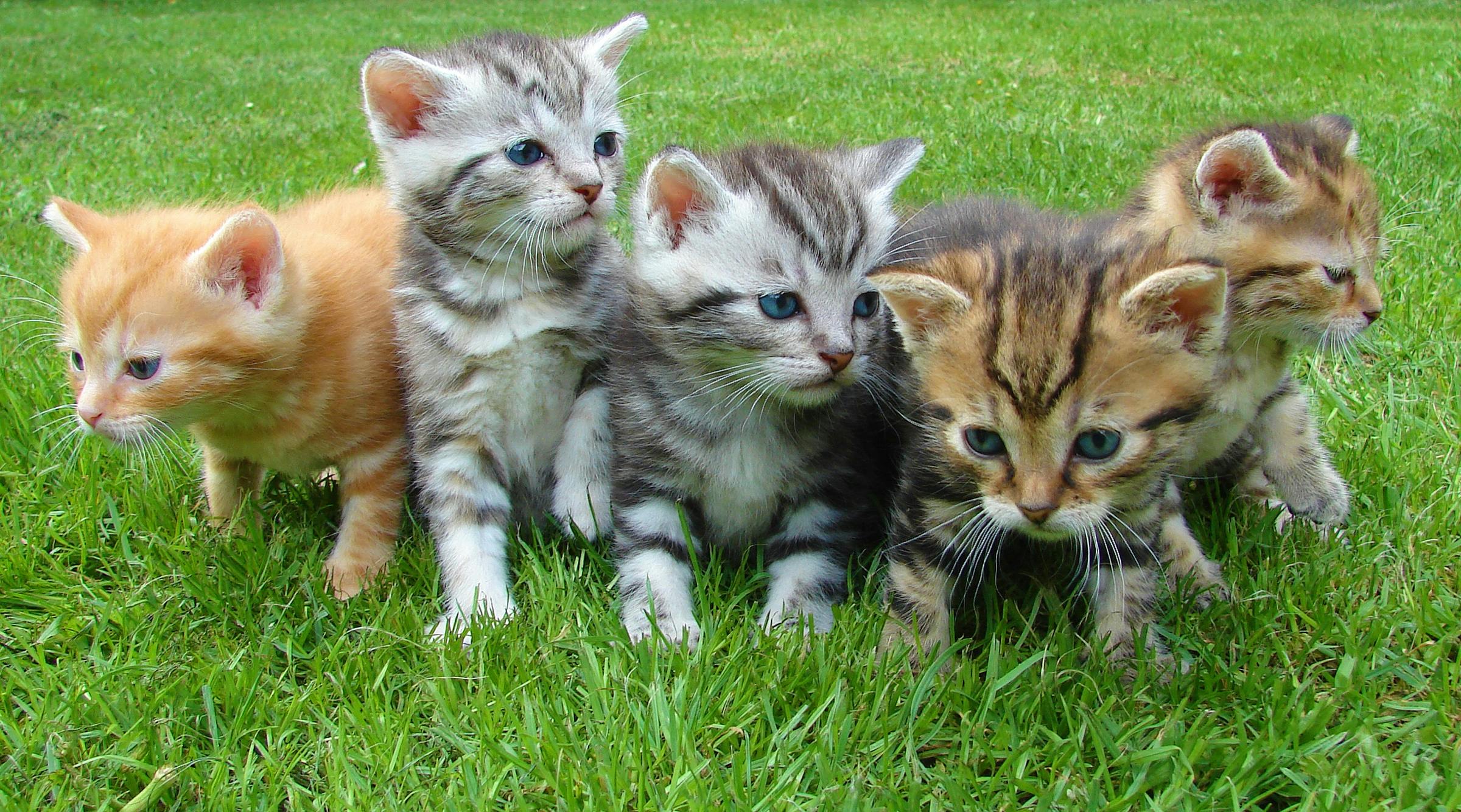 Cats in Sanctuary